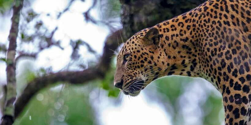 Hikkaduwa/Galle/Weligama/Mirissa/Tangalle: Yala Safari Tour - What’s Included and What’s Not