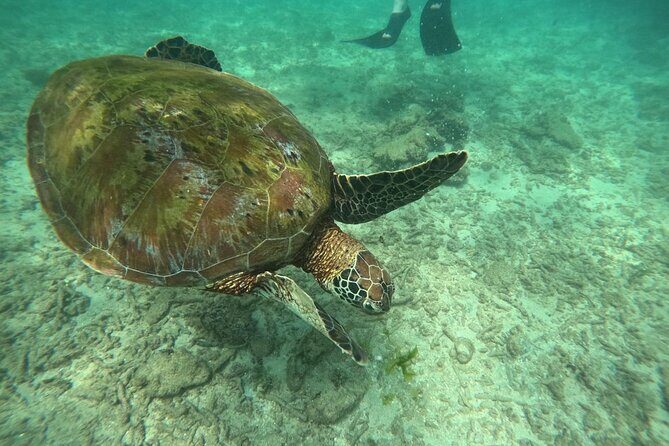 Hikkaduwa Unforgettable Snorkeling Experience - Why You Might Love This Snorkeling Adventure