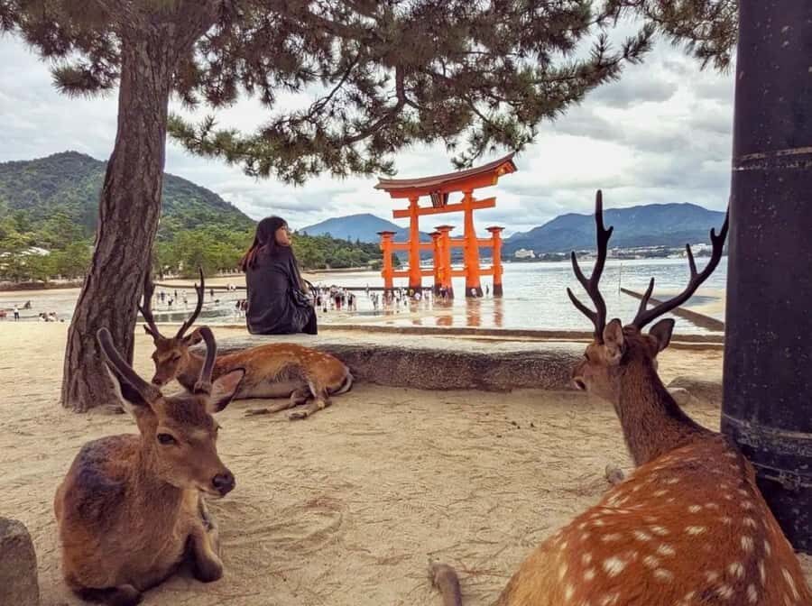 Hiroshima: Miyajima Island UNESCO Site Guided Tour - What Makes This Tour Stand Out