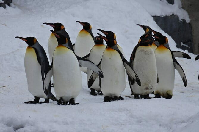 Hokkaido Asahiyama Zoo and Blue Pond Elf Terrace Day Trip - Asahiyama Zoo: Japans Northernmost Wildlife Wonder