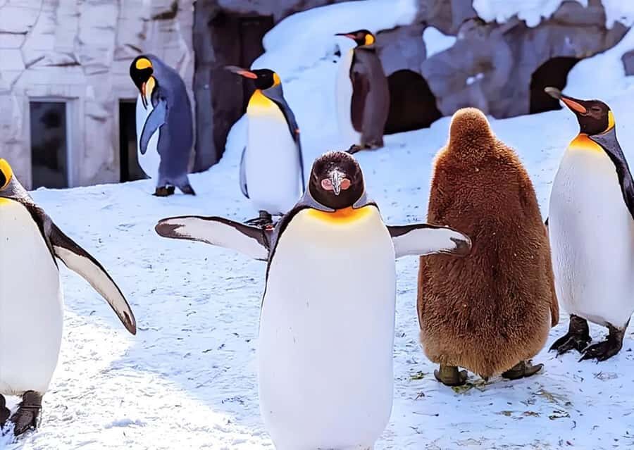 Hokkaido: Asahiyama Zoo Biei Ningle Terrace Day Tour - Value and Practical Considerations