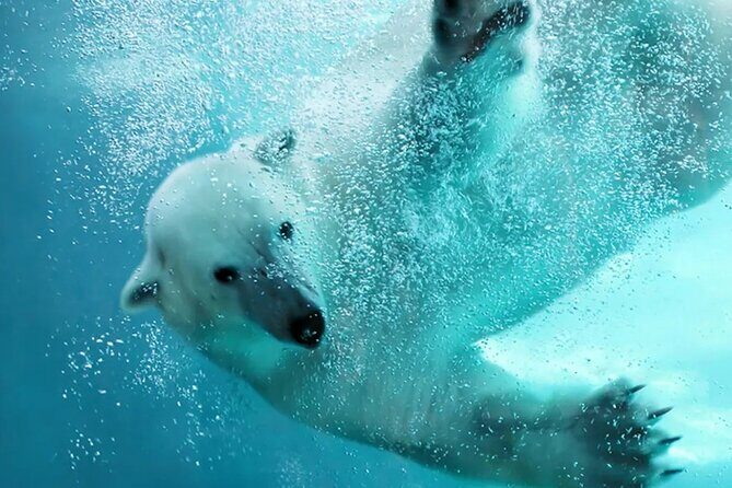 Hokkaido Asahiyama Zoo Ningle Terrace Day trip - A Closer Look at the Itinerary