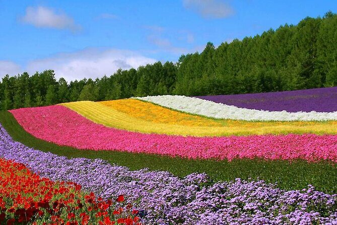 Hokkaido Farm Tomita Shikisai Hill Waterfall& Blue Pond Day Tour - Final Thoughts