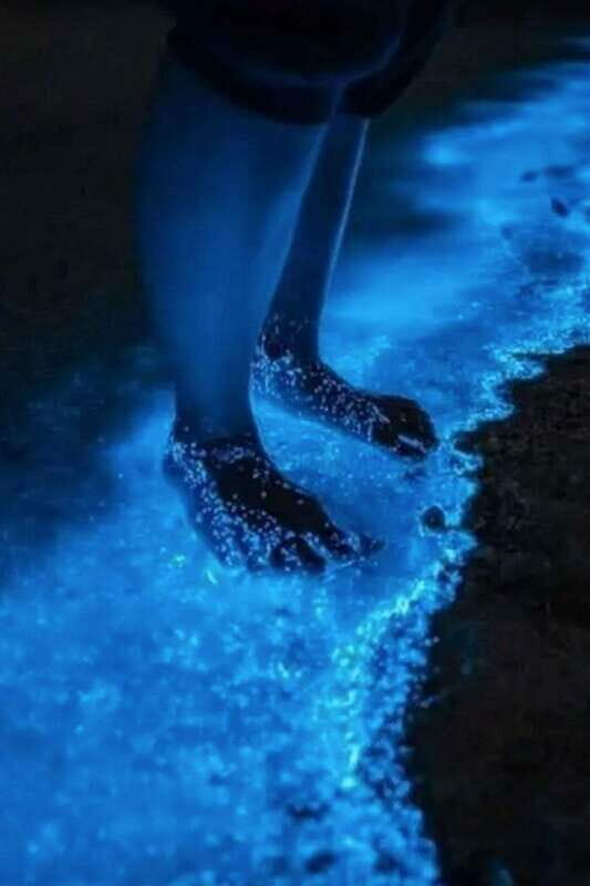 Holbox: Guided Bioluminescence Kayaking Tour - Who Will Love This Tour?