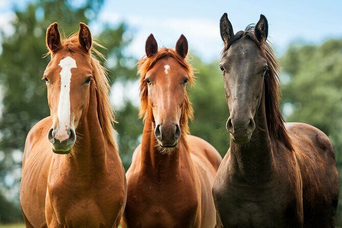 Horseback Riding and Wine Tasting Tour - Why This Tour Offers Great Value