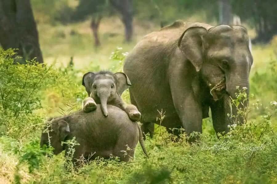 Hurulu Eco Park Jeep Safari & Entrance Ticket Included - The Experience of the Hurulu Eco Park Jeep Safari