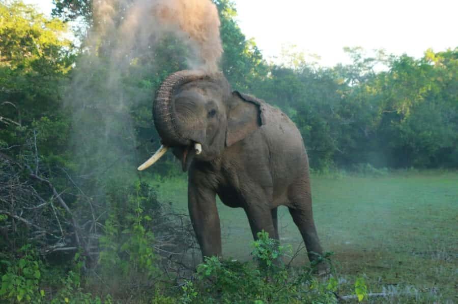 Hurulu Eco Park Safari From Sigiriya Eco Jeep Adventure - Who Will Love This Tour?