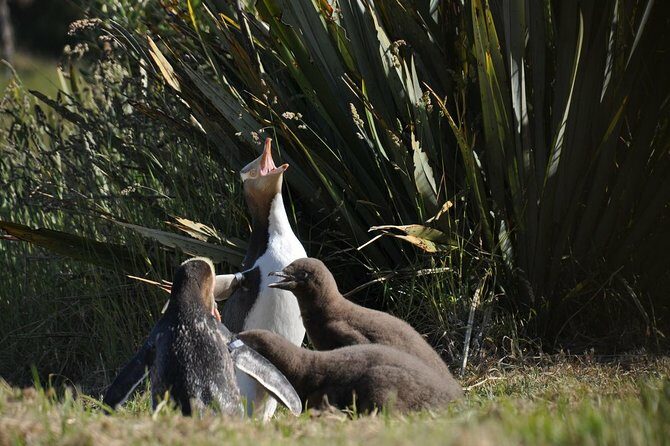 Iconic Wildlife Tour with Yellow Eyed Penguins & Royal Albatross - Practical Details: What to Expect