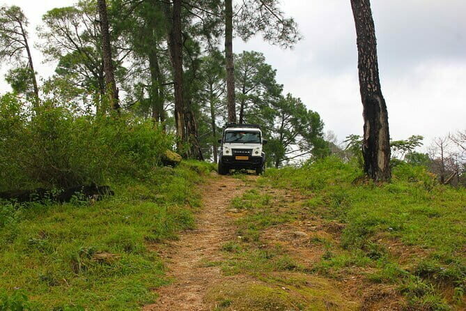 Jeep Safari and Picnic Tour - Authentic Feedback and Considerations