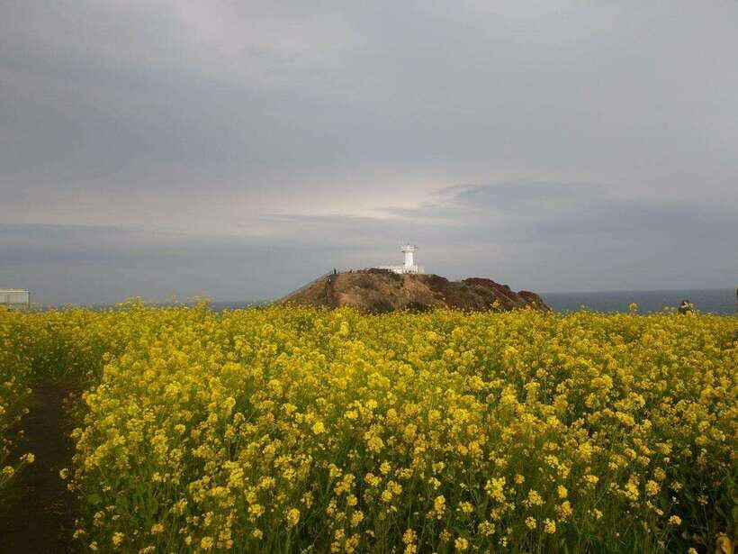 Jeju: Private Tour with an English Guide and a Vehicle - A Deep Dive into the Jeju Private Tour Experience