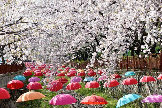 Jinhae Pink Cherry Blossom One Day Tour From Busan - Final Thoughts: Is It Worth It?