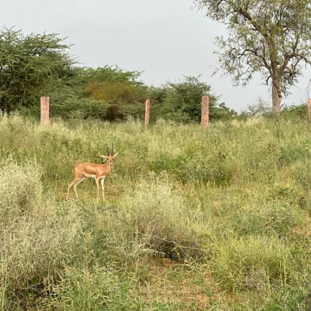 Jodhpur: Desert Camel and Jeep Safari with Traditional Food - Key Points