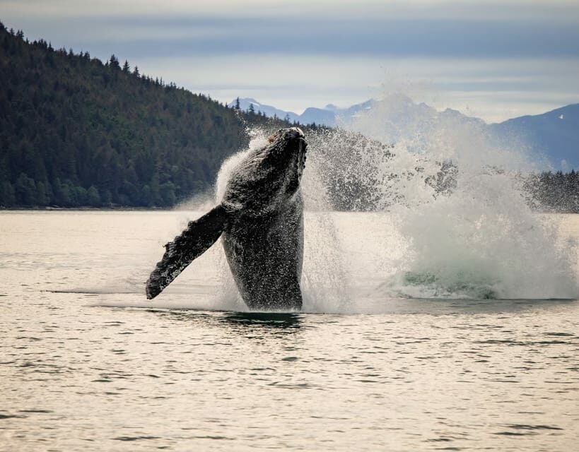 Juneau: Mendenhall Glacier Waterfall & Whale Watching Tour - The Review in Perspective