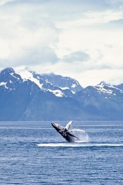 Juneau: Whale Watching and Mendenhall Glacier Day Trip - The Itinerary: A Day in the Wilderness