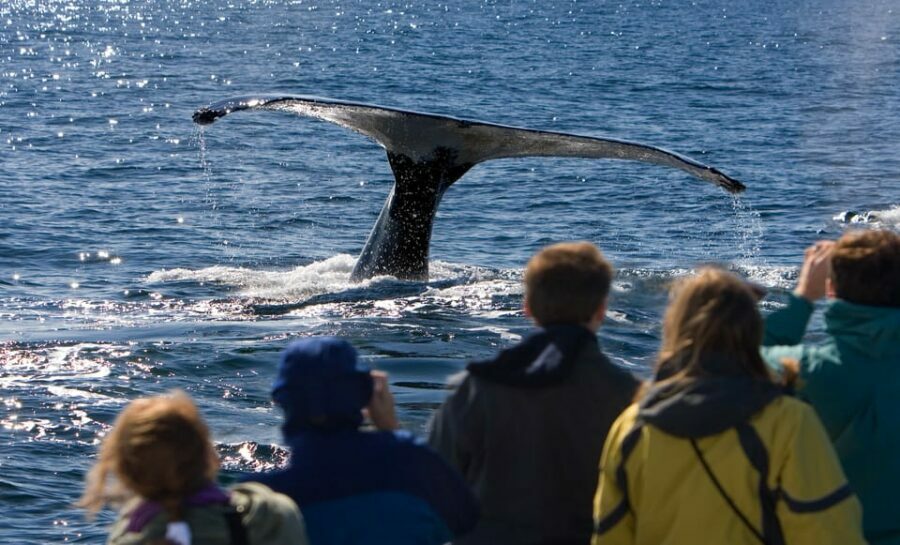 Juneau: Whale Watching and Wildlife Cruise with Local Guide - Why This Tour Offers Great Value