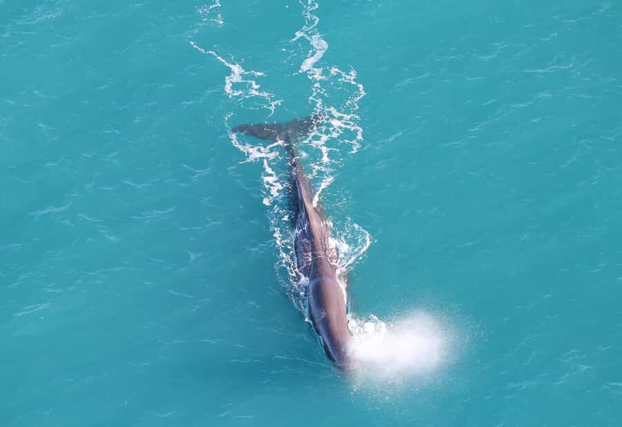 Kaikoura: Whale Watching Flight with Guided Commentary - Why This Tour Is Worth Considering