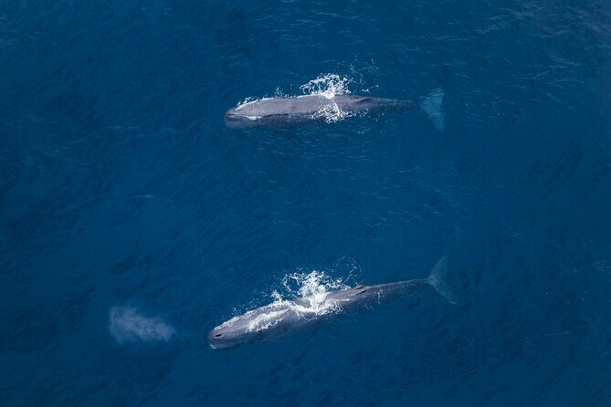 Kaikoura: Whale Watching Flight - Who Should Consider This Experience?