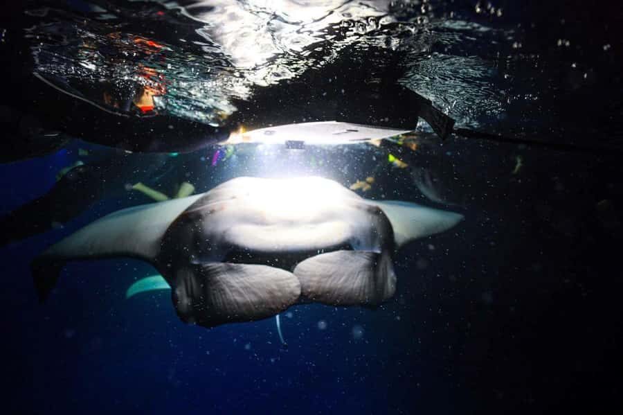 Kailua-Kona: Night Manta Snorkel or Dive - The Itinerary and What Makes It Special