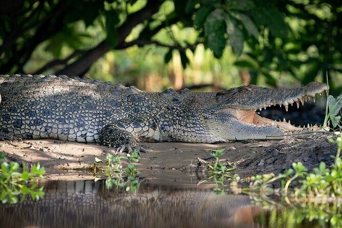 Kakadu National Park Full Day Tour + Yellow Water River Cruise - Kakadu National Park: The Aboriginal Rock Art and Landscape