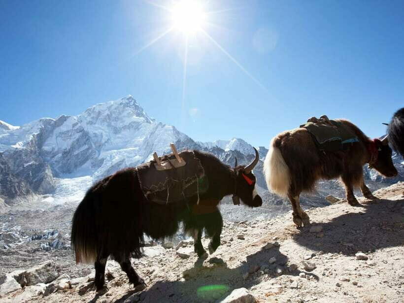 Kathmandu: 6 Days Langtang Valley Trek with Kyanjin Ri - Who Will Find This Trek Valuable?