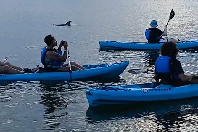 Kayak Tours and Rentals. Dolphins, Manatees, and Bioluminescence! - A Balanced Look at the Tour