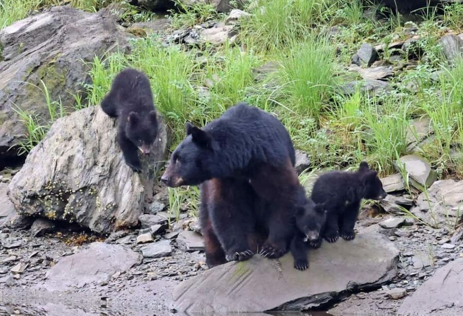 Ketchikan: Alaska Native Cultural and Scenic Shore Excursion - Analyzing the Value