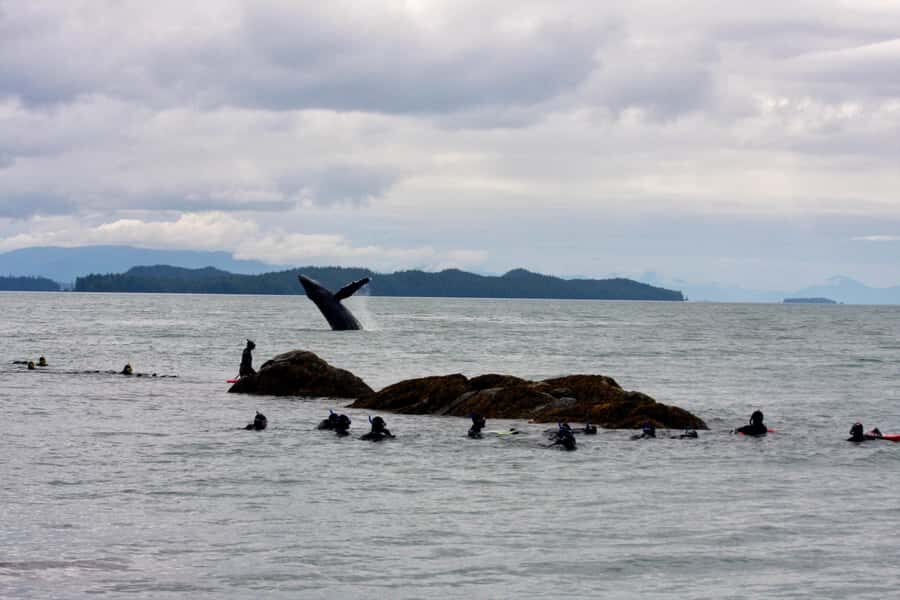 Ketchikan, Alaska: The Mountain Point Snorkeling Adventure - What the Tour Entails