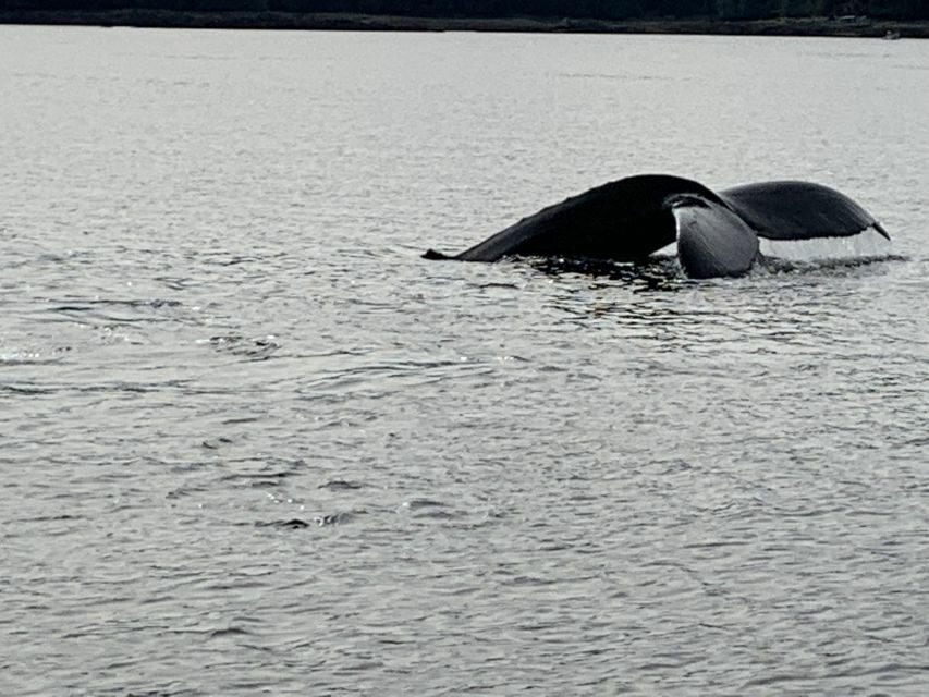 Ketchikan: Marine Wildlife and Whale Watching Boat Tour - Who Will Love This Tour?
