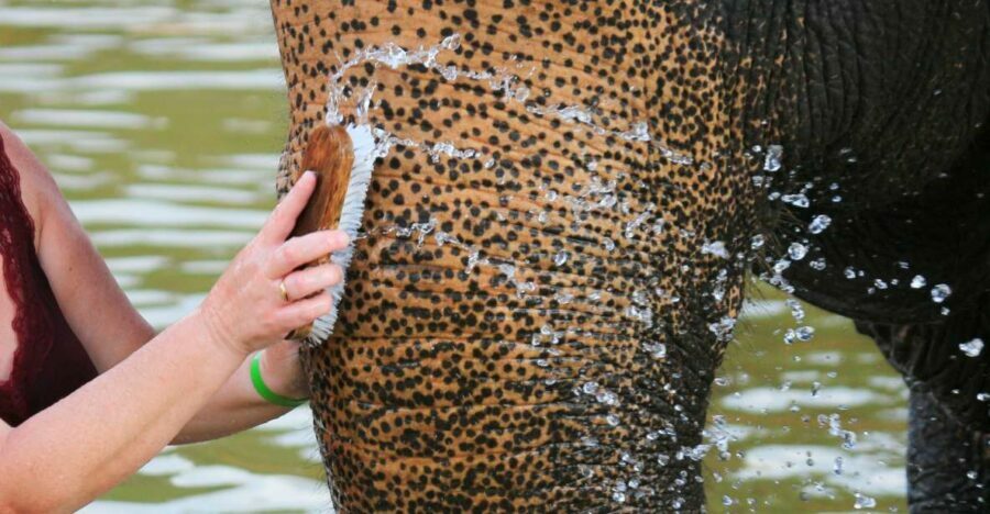 Khao Lak: Elephant Bathing and Turtle Center Visit - Practical Tips for Making the Most of Your Visit