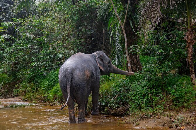 Khao Lak Elephant Sanctuary Full Day Small Group Tour - Pricing and Value