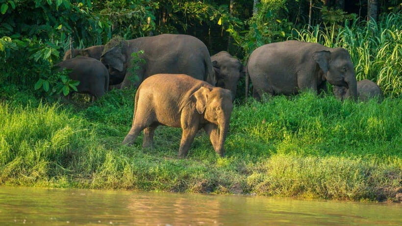 Kinabatangan River Trip from Sandakan with Lunch Included - Who Should Consider This Tour?