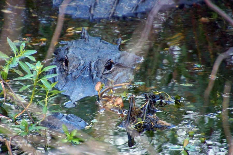 Kissimmee 90 minute Everglades Wildlife Airboat Tour - What Makes This Tour Stand Out