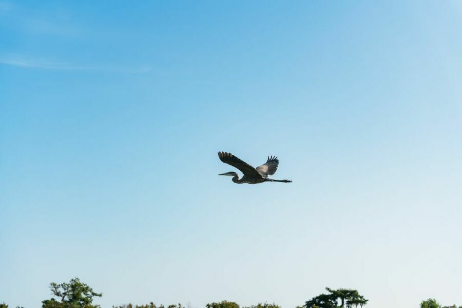 Kissimmee: Everglades Airboat Adventure Tour - The Authentic Flavor of the Everglades