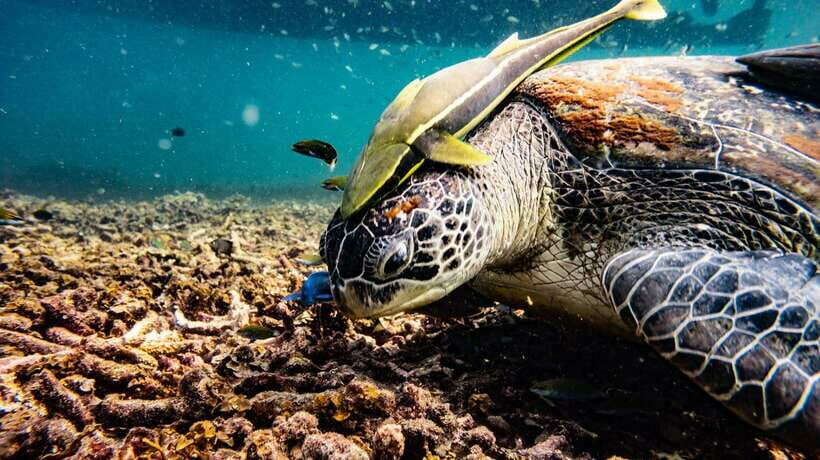 Ko Tao: Morning Trip to Ko Nangyuans Serene Oasis by Oxygen - The Experience in Detail