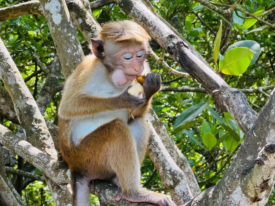 Koggala Lake Private Boat Tour with Dinesh - Who is This Tour Best For?
