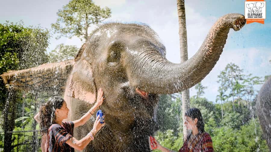 Koh Samui: Elephant Sanctuary Tour - Feed & Shower Elephants - The Sum Up: Who Will Love This Tour?
