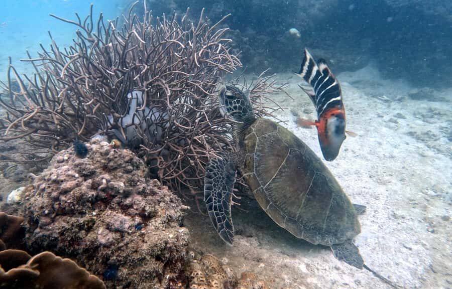 Koh Tao: Beginner Scuba Diving Experience with Gear - What to Expect from the Koh Tao Beginner Scuba Experience