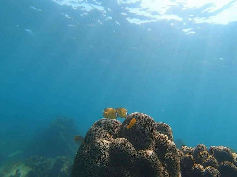 Koh Tao: Premium Snorkel Tour to Koh Nangyuan Bays by Oxygen - The Sum Up