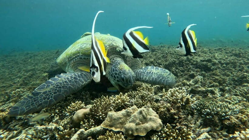 Koh Tao: Snorkeling and Sunset Tour - Who Should Consider This Tour?