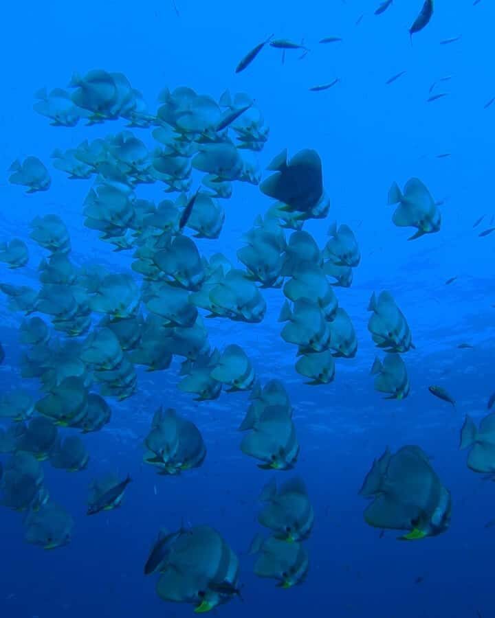 Koh Tao: Try Scuba Diving Experience + Hotel Pickup 2-dives - A Full Dive into the Experience