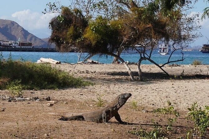 Komodo Islands with Speedboat in Labuhan Bajo - Who Should Consider This Tour?