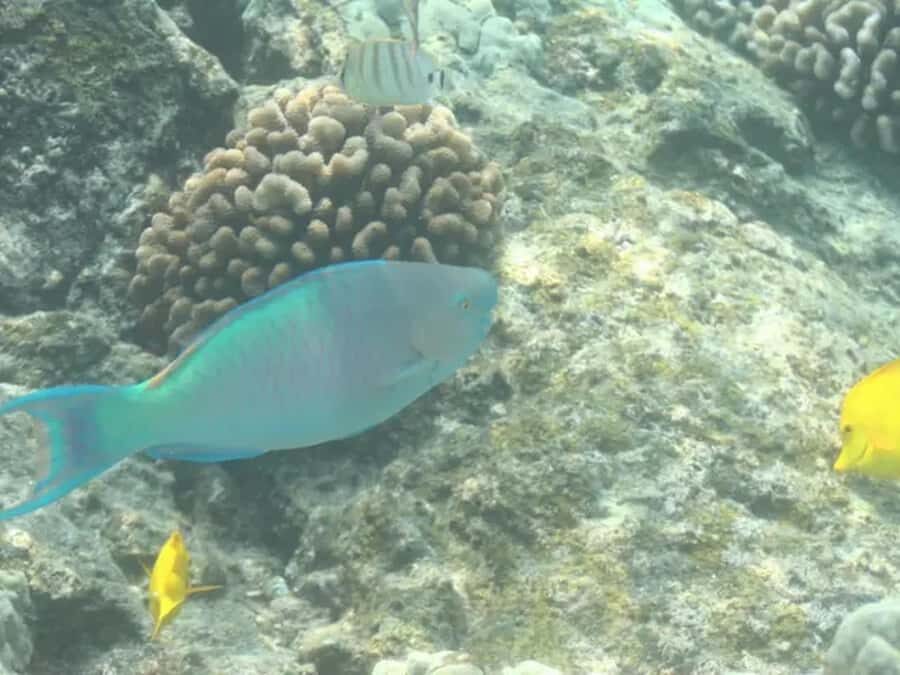 Kona: Captain Cook Snorkel Tour - A Closer Look at the Itinerary