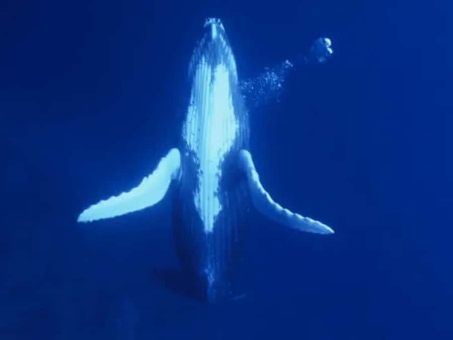 Kona: Dolphin & Whale Watching Tour - What the Tour Includes