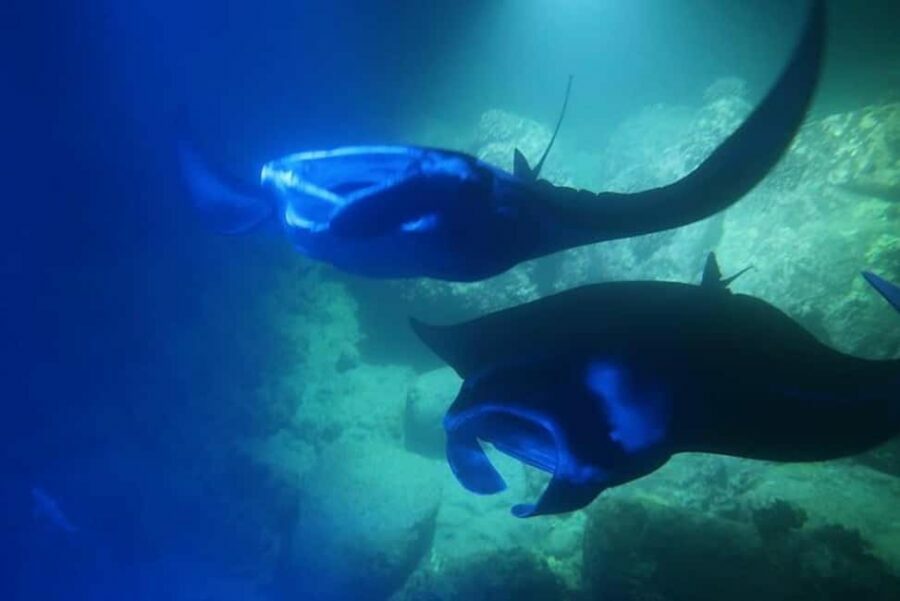 Kona Manta Ray Night Snorkel (Manta Guarantee Policy) - The Experience: Nighttime Magic and Wildlife Encounters