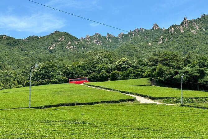 Korean Green Tea Tour - from Boseong to Gangjin (Private) - Who Will Love This Tour?