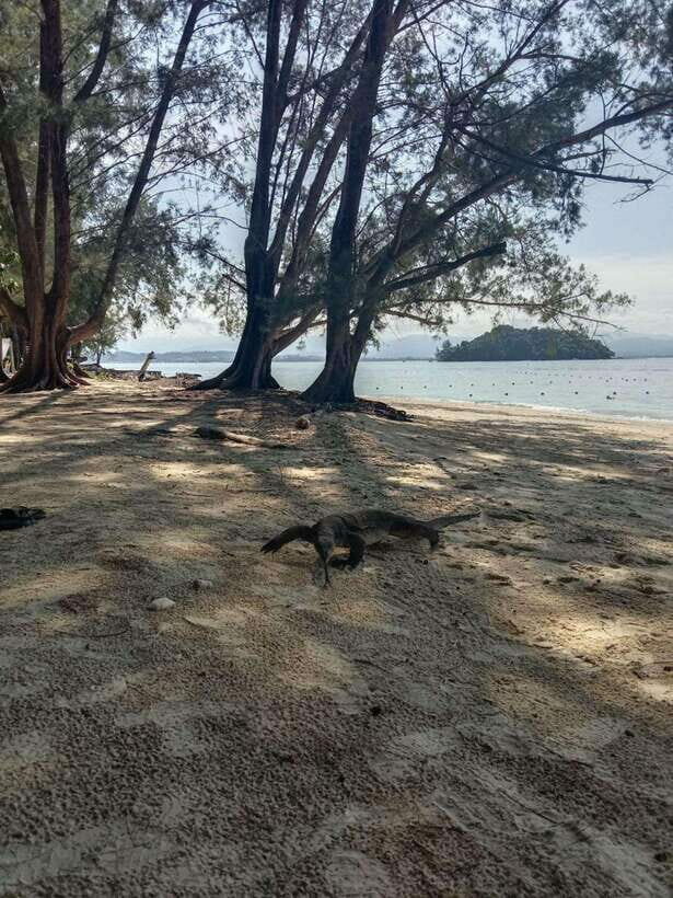 Kota Kinabalu: Manukan & Sapi Islands Snorkeling with Lunch - The Good and the Not-So-Good