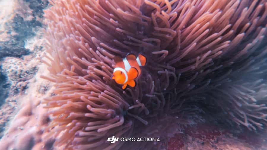 Kota Kinabalu: Snorkle from Catamaran with Meal & Activities - The Value of This Tour