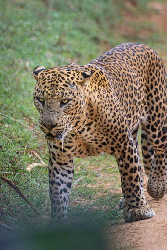 Kumana National Park : Morning or Afternoon Safari Tour - Who Will Love This Safari?