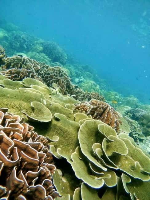 Langkawi: Floating Restaurant & Snorkeling Trip - Who Will Appreciate This Tour?