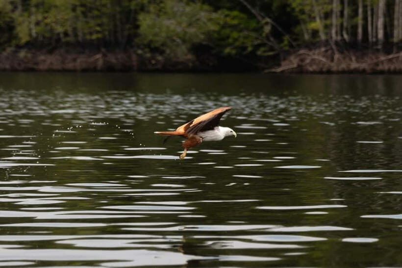 Langkawi: Kilim Geopark Mangrove Tour with Eagle Watching - Frequently Asked Questions